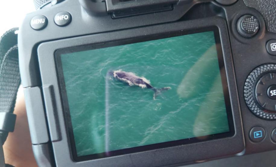 Foto aérea de golfinhos no mar