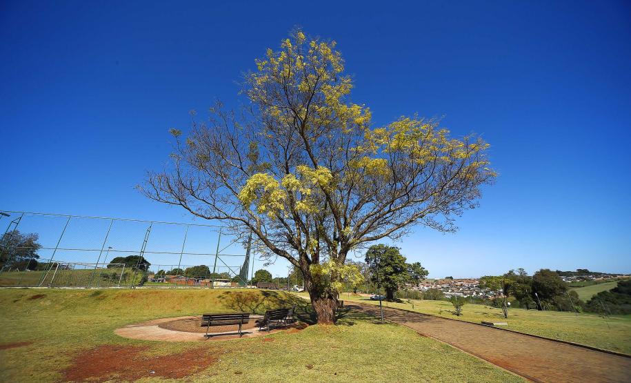Fotos de árvores e vegetação em ambientes urbanos