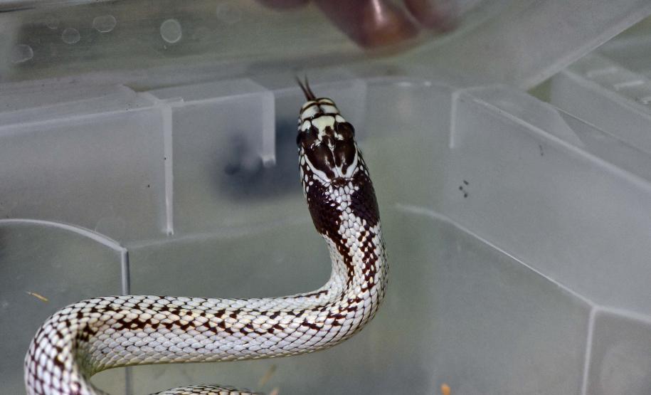 Foto de cobra resgatada