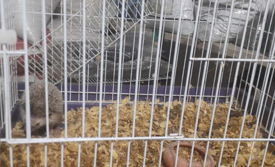 Foto de ouriço resgatado em apreensão