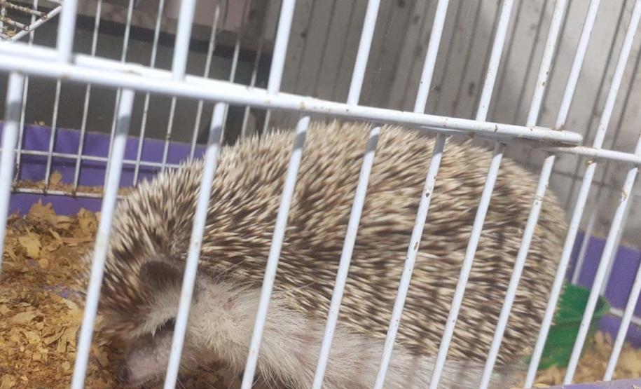 Foto de ouriço resgatado em apreensão