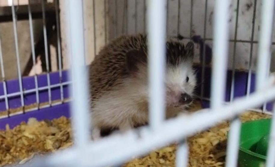 Foto de ouriço resgatado em apreensão