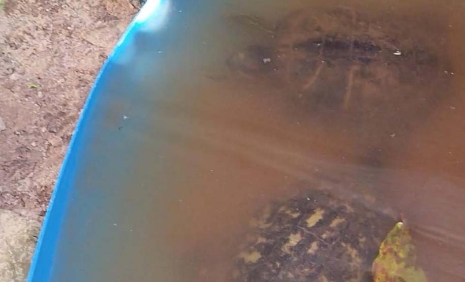 Foto de tartarugas resgatadas em apreensão