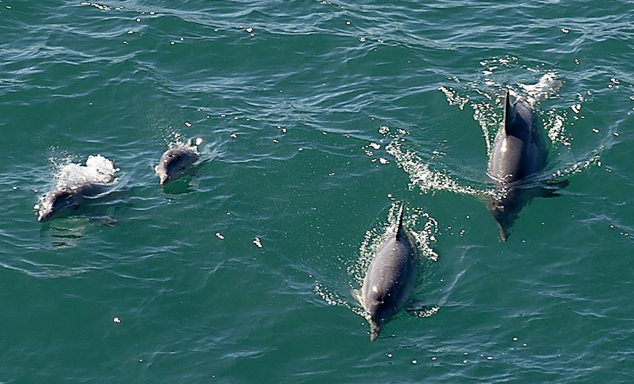 Foto aérea de golfinhos no mar
