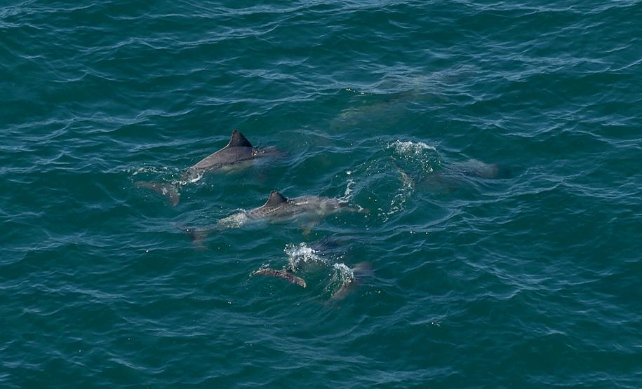 Foto aérea de golfinhos no mar