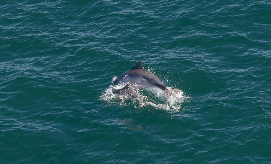 Foto aérea de golfinhos no mar