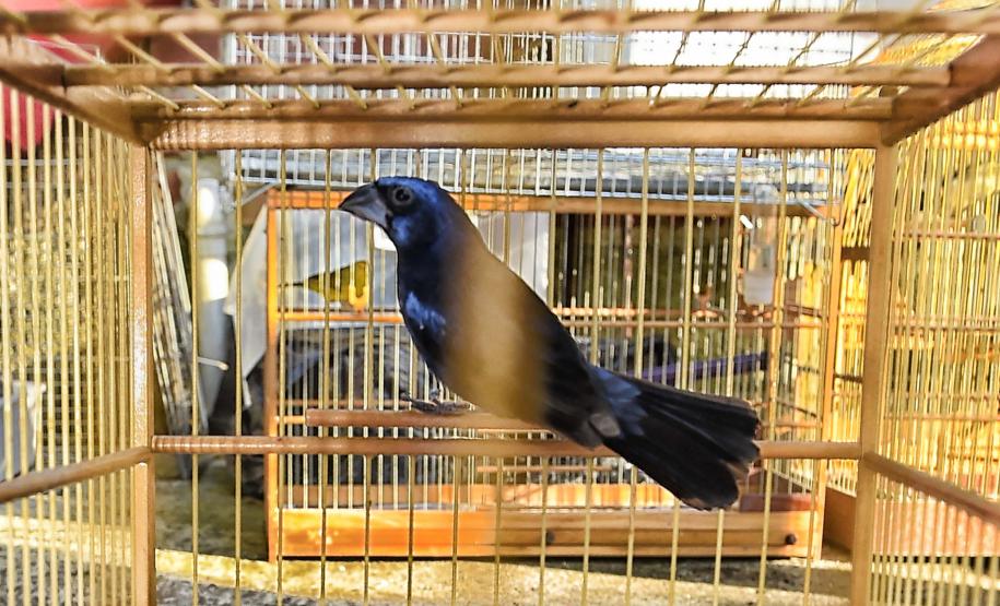 Foto de pássaro resgatado