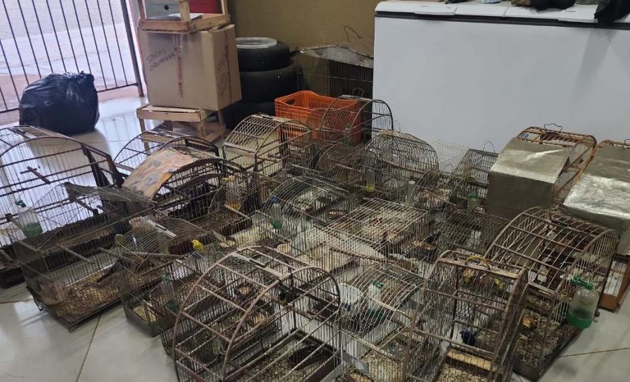 Foto de pássaros apreendidos em operação