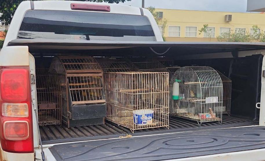 Foto de pássaros apreendidos em operação