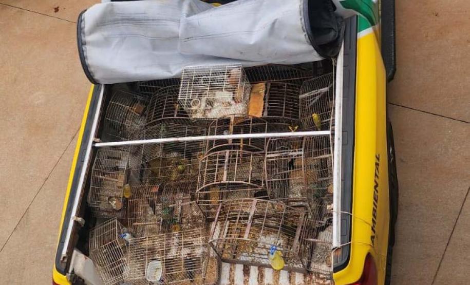 Foto de pássaros apreendidos em operação
