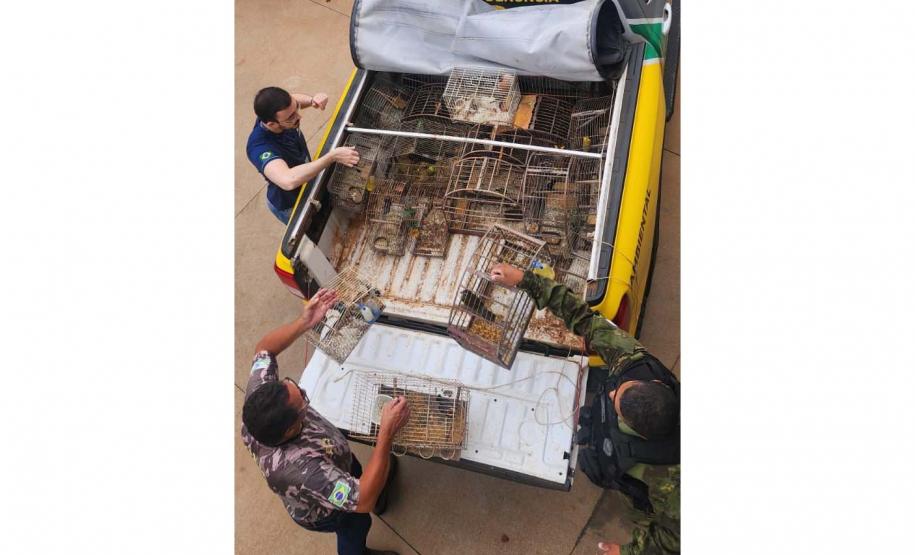 Foto de pássaros apreendidos em operação