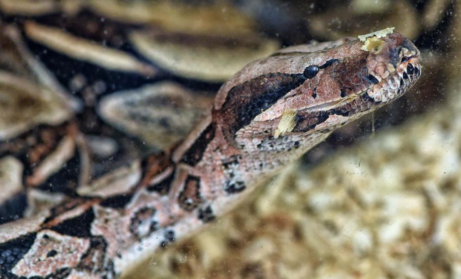 Foto de cobra resgatada