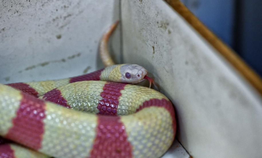 Foto de cobra resgatada