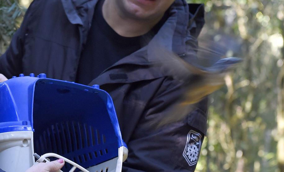 Foto de soltura de pássaros
