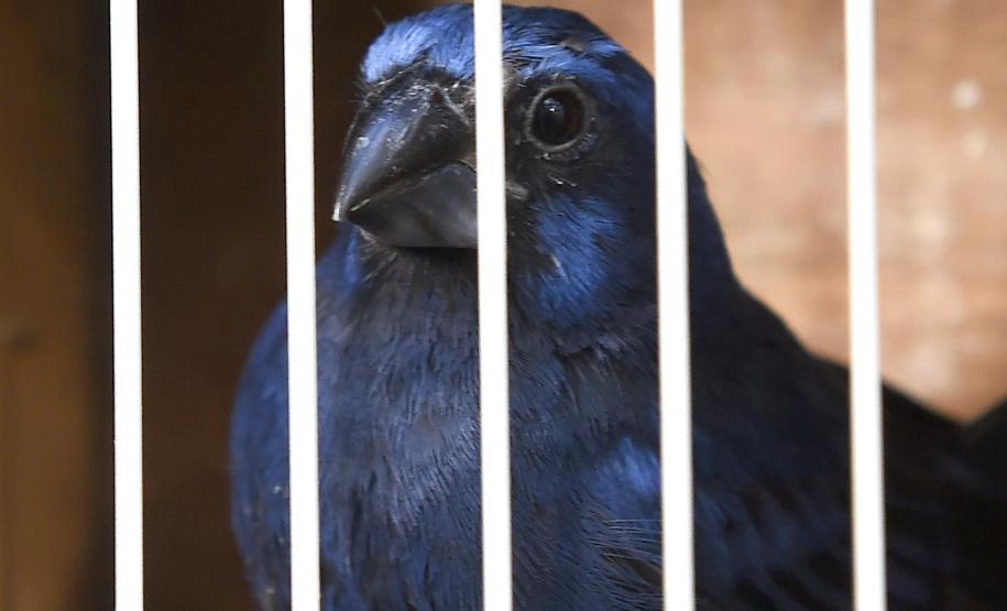 Foto de soltura de pássaros