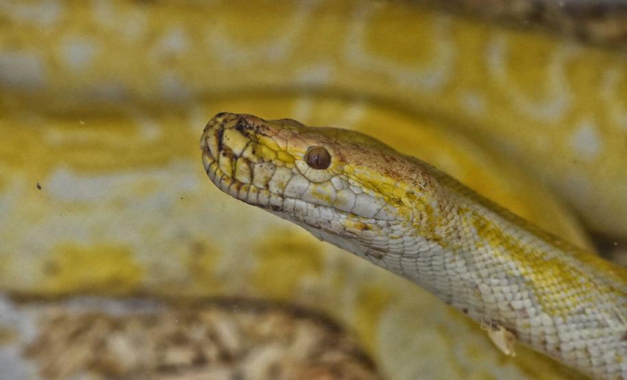 Foto de cobra resgatada
