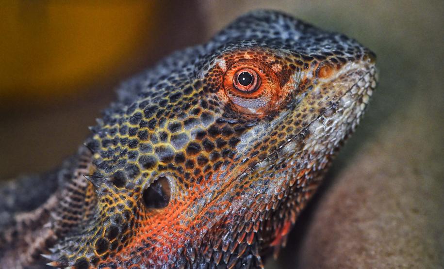 Foto de lagarto resgatado