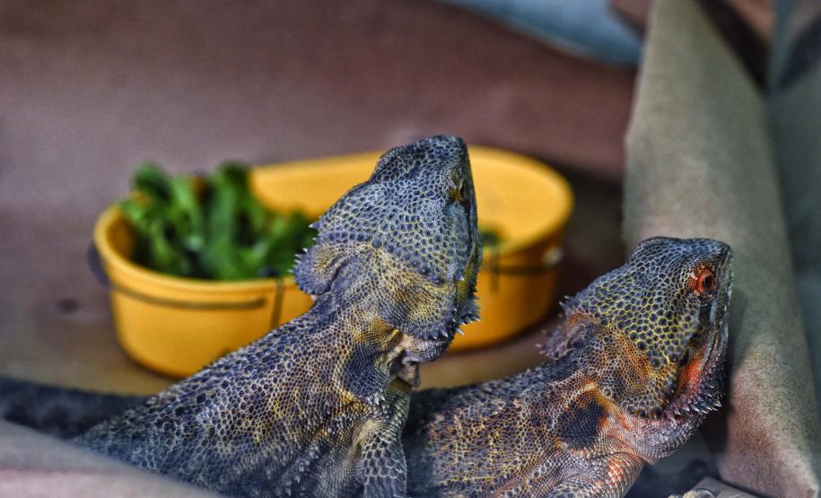 Foto de lagarto resgatado
