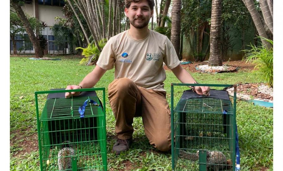 Foto de sagui resgatado