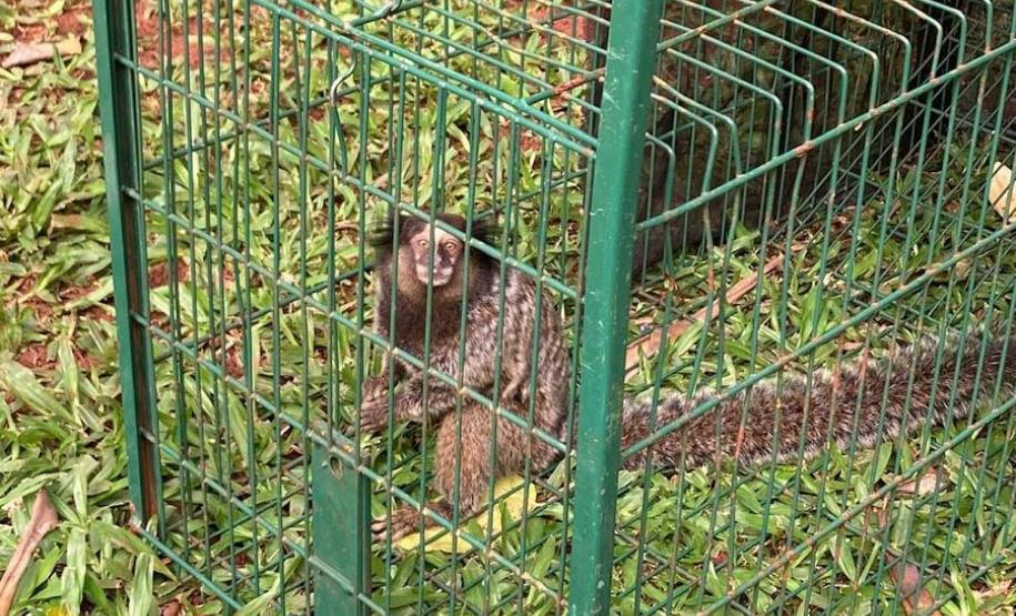 Foto de sagui resgatado