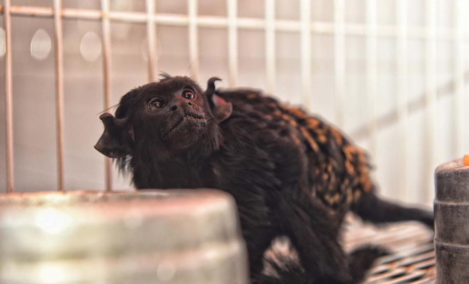 Foto de macaco resgatado