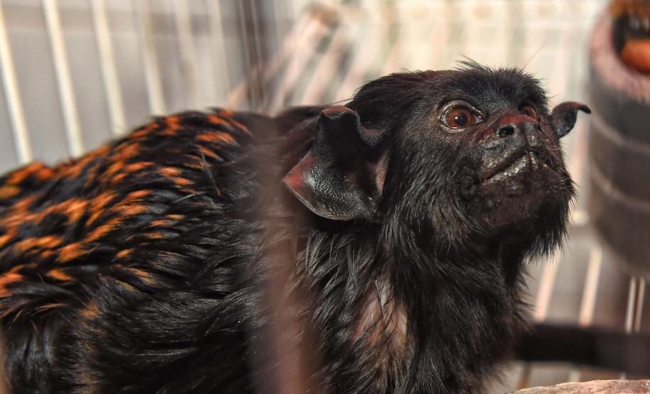 Foto de macaco resgatado