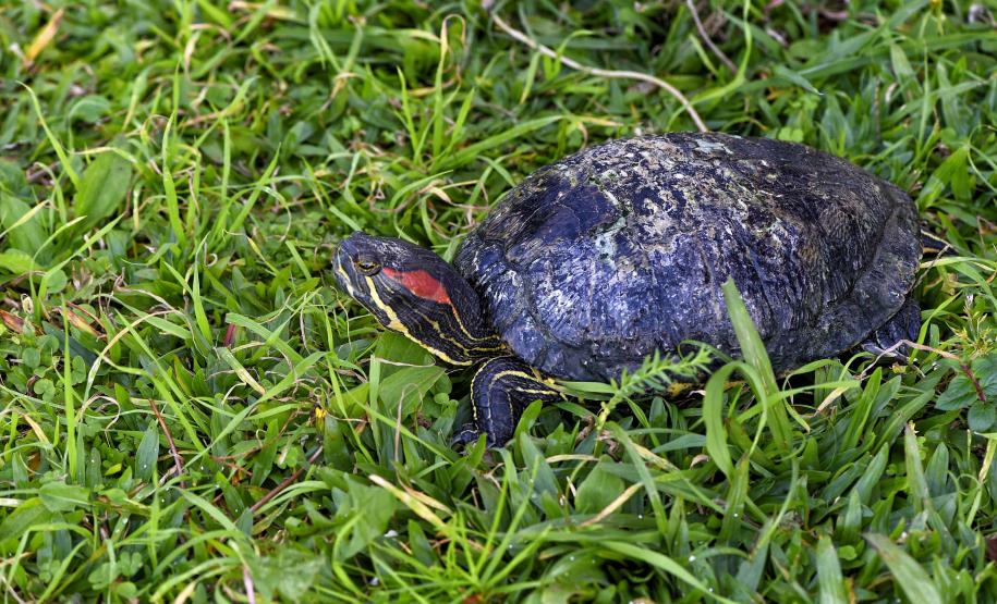 Foto de tartaruga resgatada
