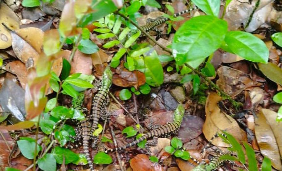 Foto de Lagarto Teiú
