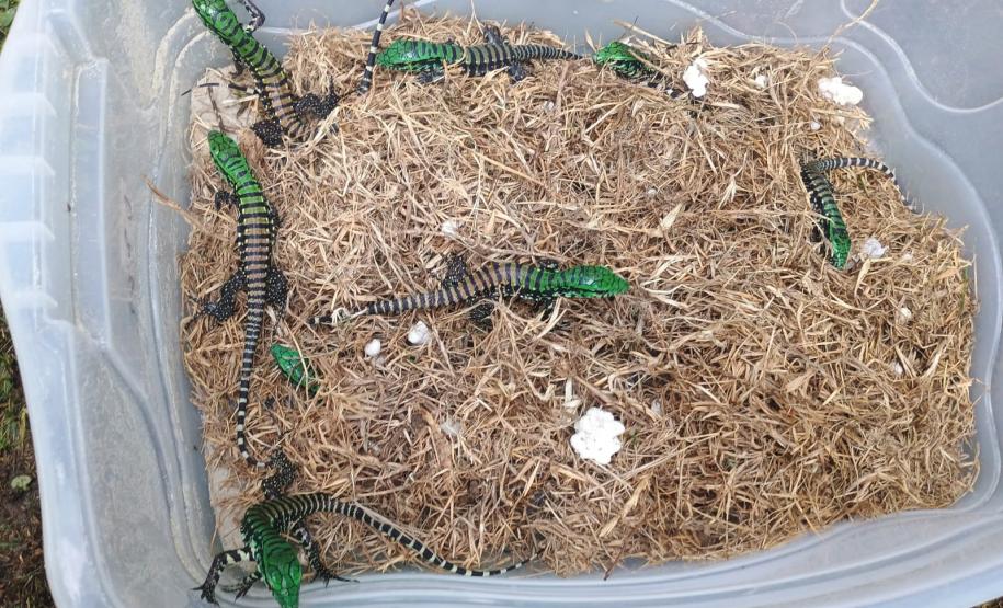 Foto de Lagarto Teiú