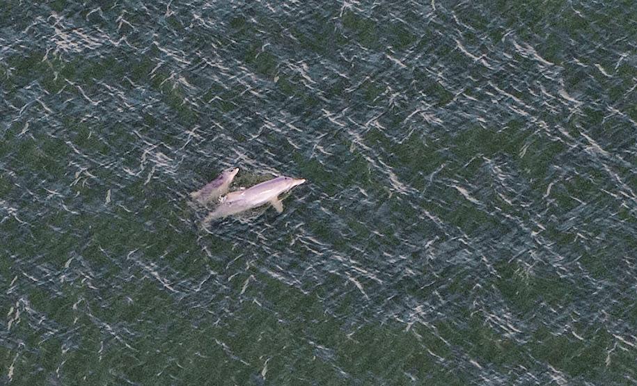 Foto aérea de golfinhos no mar