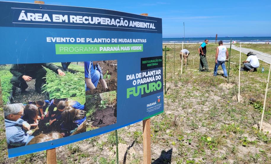 Foto de canteiro de recuperação de restinga