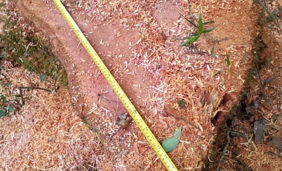 Foto de florestas do Paraná