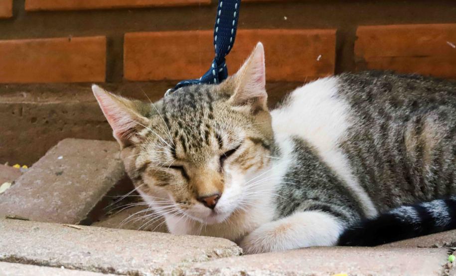 Fotos de gatos tratados pelo Castrapet