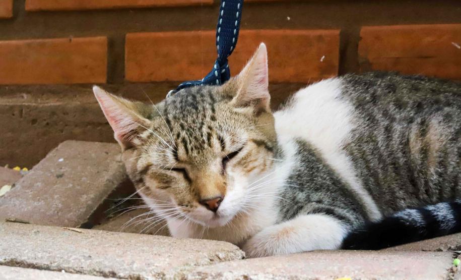 Fotos de animais em ação do Castrapet