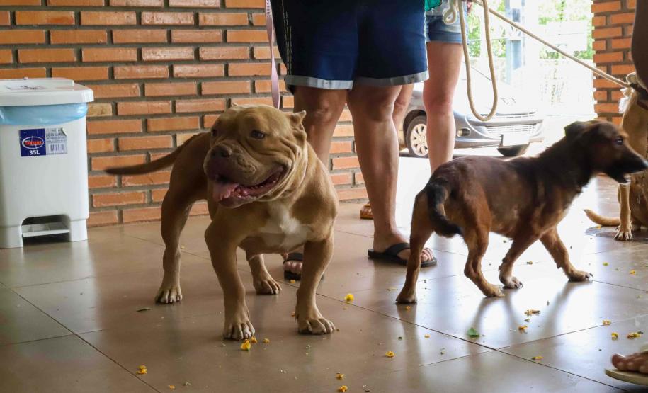 Fotos de animais em ação do Castrapet