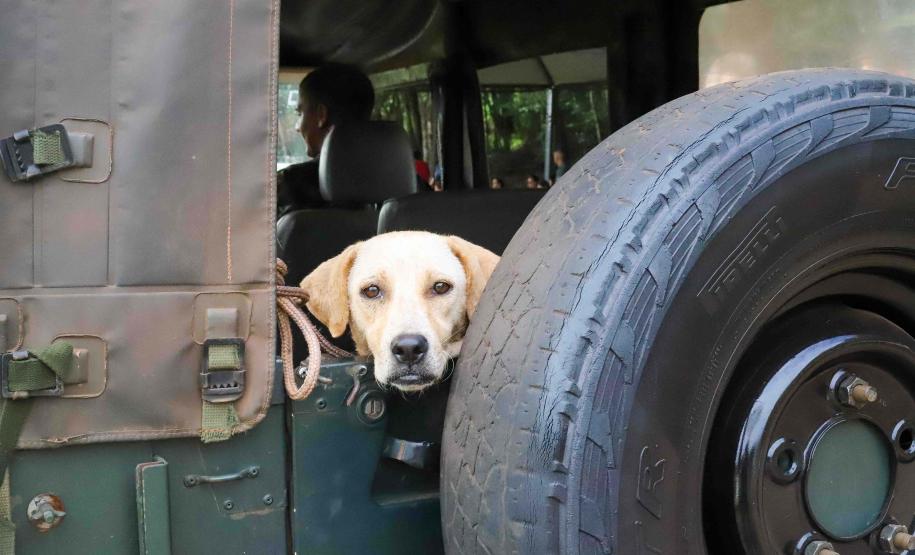 Fotos de animais em ação do Castrapet