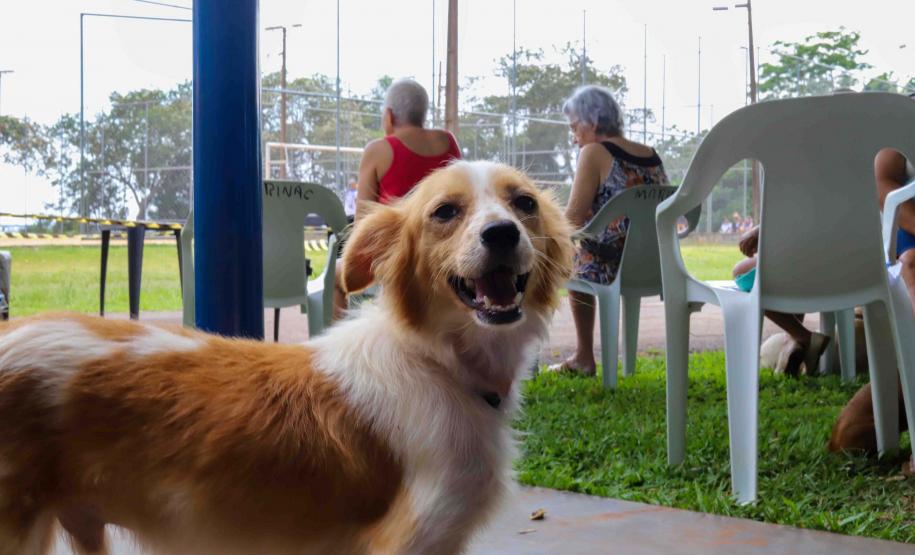 Fotos de animais em ação do Castrapet
