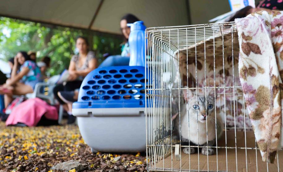 Fotos de animais em ação do Castrapet