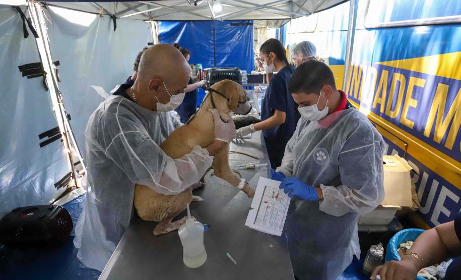 Fotos de animais em ação do Castrapet