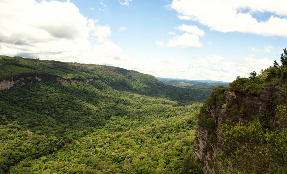 Foto de florestas do Paraná