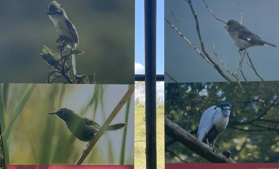 Foto de exposição de fauna ameaçada