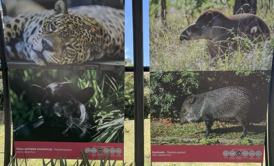 Foto de exposição de fauna ameaçada