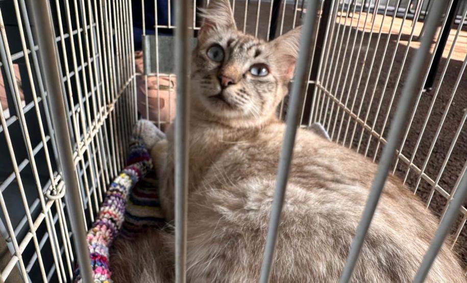 Fotos de gatos tratados pelo Castrapet
