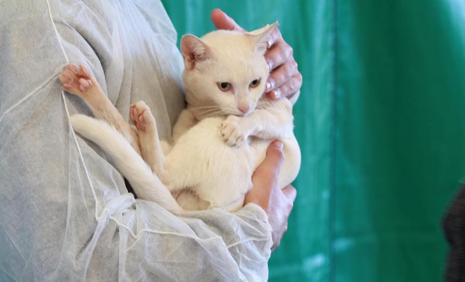 Fotos de gatos tratados pelo Castrapet