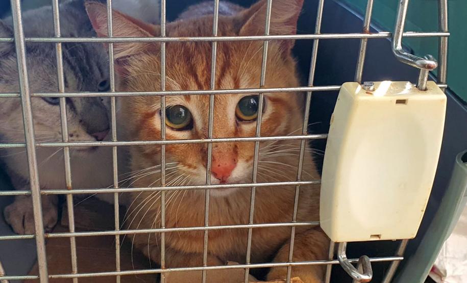 Fotos de gatos tratados pelo Castrapet