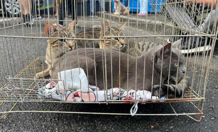 Fotos de gatos tratados pelo Castrapet