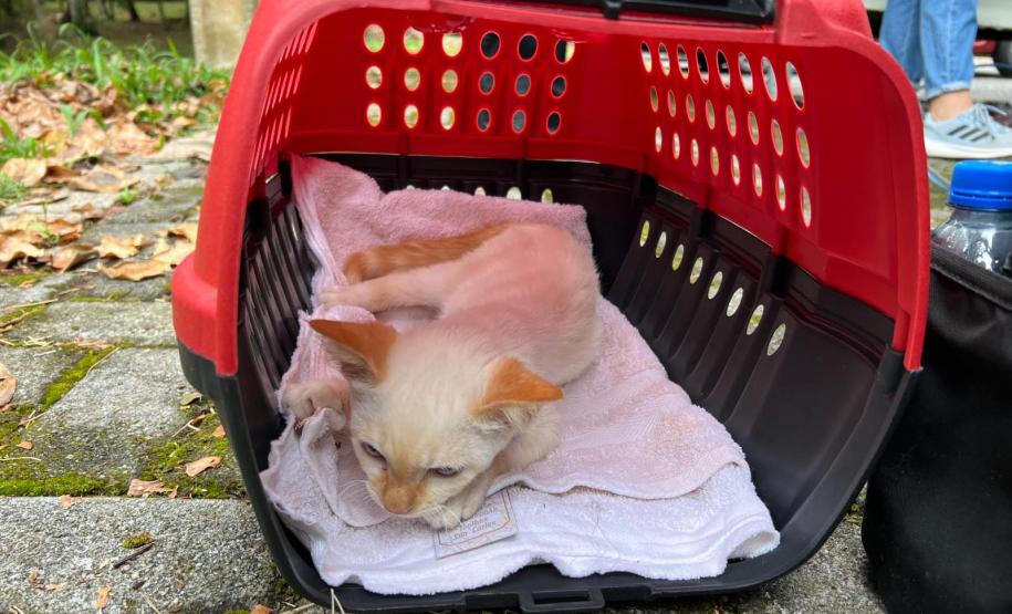 Fotos de gatos tratados pelo Castrapet