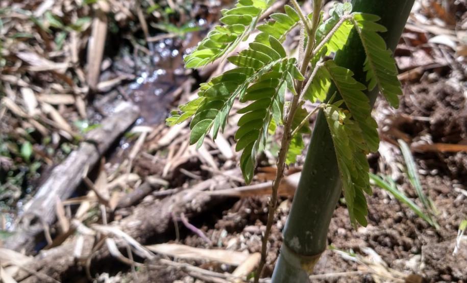 Fotos de mudas cultivadas pelo IAT