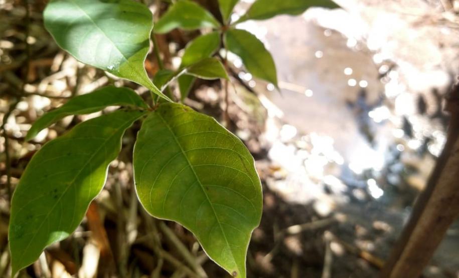 Fotos de mudas cultivadas pelo IAT