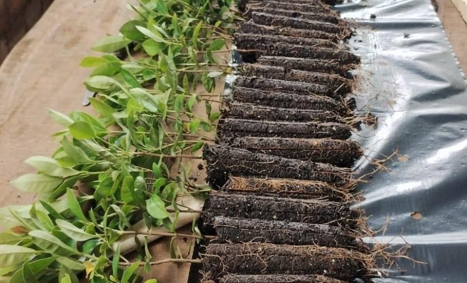 Fotos de mudas cultivadas pelo IAT
